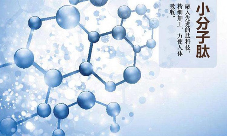 小分子肽比完整蛋白、氨基酸有什么营养与吸收