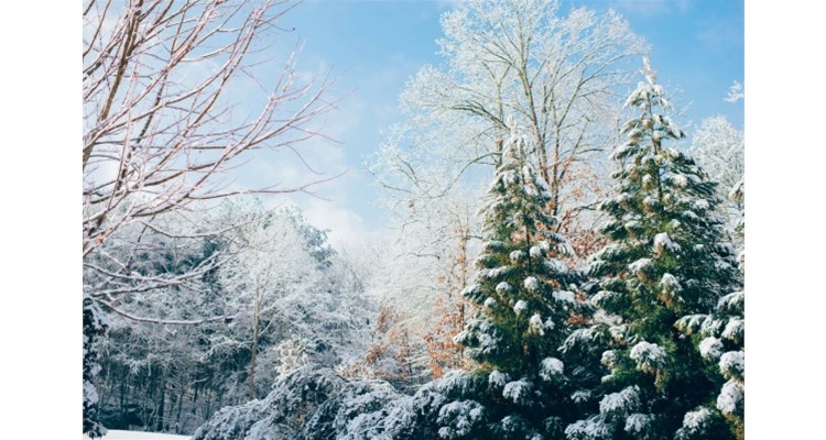 大寒到，凛冬至，春暖花开不久时！